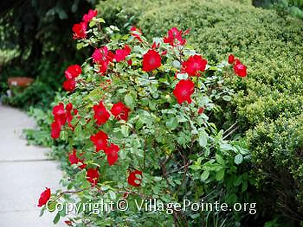 Red flowers and landscaped greenery